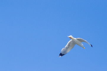 Larus argentatus fly blue sky background