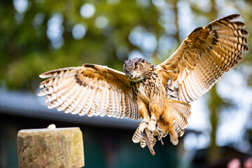 Greifvogel Show