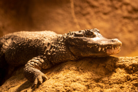 1 217 Best ワニ Images Stock Photos Vectors Adobe Stock