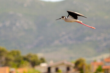 Black-winged stilt take flight from the wetland water drops on legs