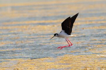 Black-winged stilt take flight from the wetland water drops on legs