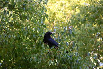A little raven in a shady tree, with its head turned, on a sunny day