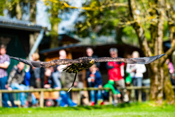 Obraz premium Greifvogel Show