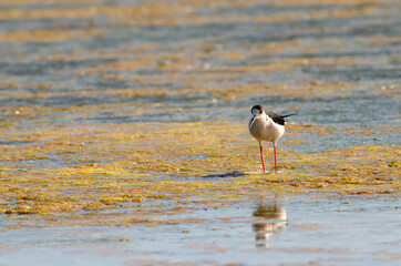 Black-winged stilt walking on lagoon look on camera