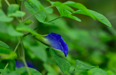 neekantha or  purpl
e blue flower in a garden
