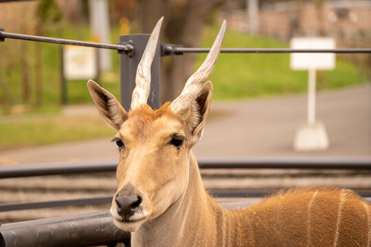 インパラ Images Browse 4 Stock Photos Vectors And Video Adobe Stock インパラ Images Browse 4 Stock Photos Vectors And Video Adobe Stock