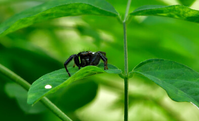 Fototapeta premium Jumpning spider in a garden serching food