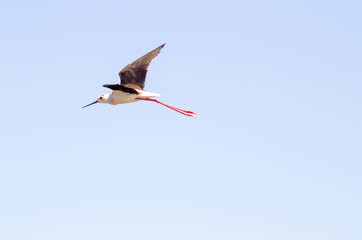 Black-winged stilt fly in sky