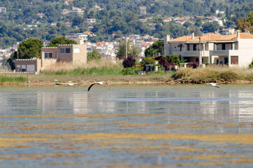 Group of greater flamingo take flight from the water
