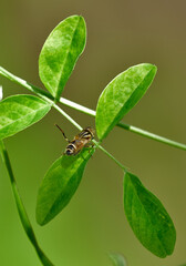 spider and mane insect their natural habitat