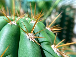 close up of cactus