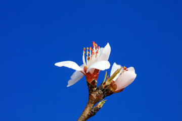 Peach blossom in the park, North China