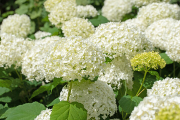 Bl&uuml;hende wei&szlig;e Hortensien, Hydrangea, im Sommer