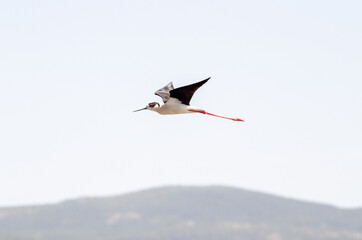 Black-winged stilt fly on sky and extent his long legs .