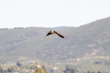 Black-winged stilt fly on sky and extent his long legs .