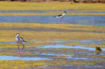 Black-winged stilt walking on lagoon and search food inside.