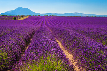 Fototapeta na wymiar Cultivated lavender rows in Valensole plateau, Provence, France