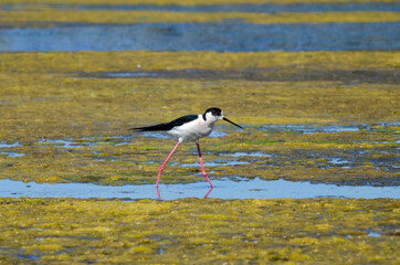 Black-winged stilt walking on lagoon with long legs..