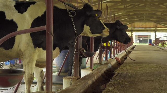 Local countryside dairy cows farming, animal stall natural environment agriculture. Animal in business industry.