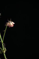 黒い背景に枯れたバラ