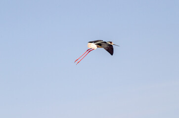 Black-winged stilt fly on blue sky and extent his long legs .