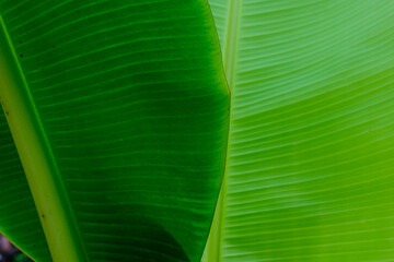 Tropical green banana leaf nature texture