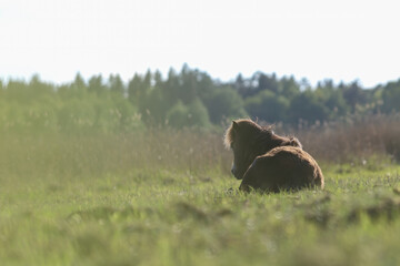 small wild horse resting in the grass