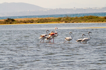 Group of greater flamingo on lagoon wetland