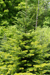 Fir trees in the woods at City of Zurich. Photo taken May 22nd, 2021, Zurich, Switzerland.