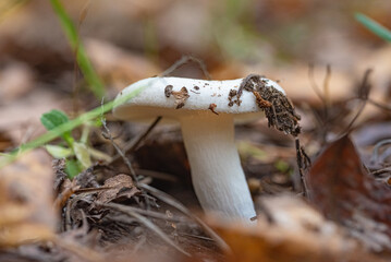 Organic autumn mushrooms with photographed in the forest close-up.