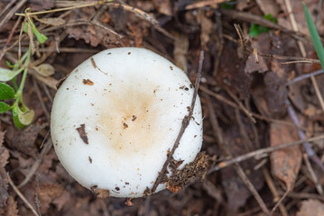 Organic autumn mushrooms with photographed in the forest close-up.