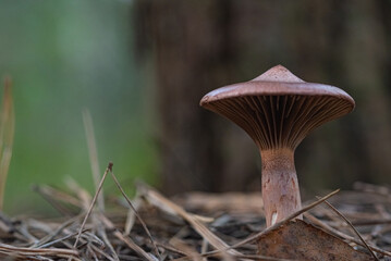 Organic autumn mushrooms with photographed in the forest close-up.