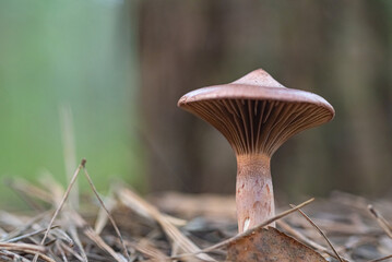 Organic autumn mushrooms with photographed in the forest close-up.