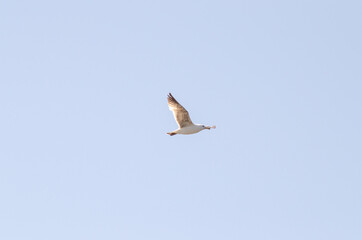 Larus argentatus fly blue sky background