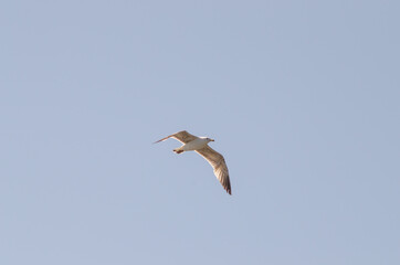 Larus argentatus fly blue sky background
