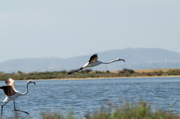 couple of greater flamingos takeoff from lagoon