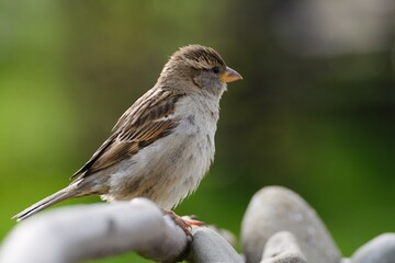 Fototapeta premium A young sparrow sits on a stick near the stones. Czechia. Europe.