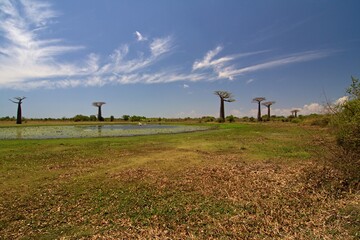 Baobab trees near Morondava . Madagascar. Africa.