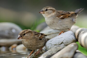 Two young sparrows at a bird watering hole. Czechia. Europe. 