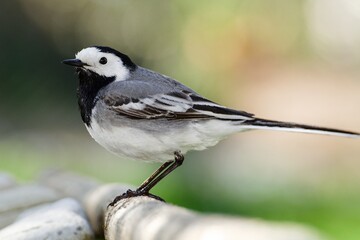 White wagtail, Motacilla alba standing on a stick. Czechia. Europe. 