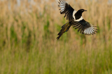 Eurasian magpie open wings  green nature background
