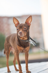 A beautiful thoroughbred toy terrier for a walk in the city courtyard.