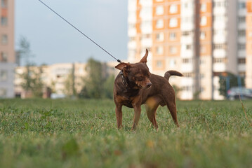 A beautiful thoroughbred toy terrier for a walk in the city courtyard.