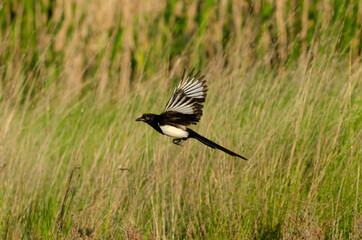 Eurasian magpie green grass nature background habitat