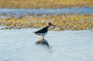 Western Sandpiper Calidris mauri search food on wetland