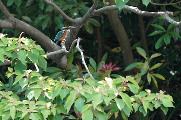 Fototapeta premium common kingfisher in the forest