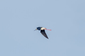 Black-winged stilt fly blue sky background side view