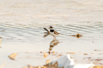 Semipalmated Plover Charadrius semipalmatus