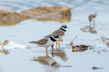 Couple of Semipalmated Plover Charadrius semipalmatus