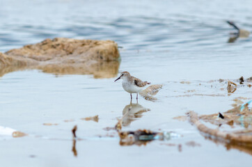 Semipalmated Plover Charadrius semipalmatus sit on water lake